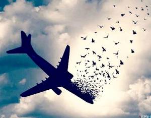 حادثه دیدگان سانحه هوایی تهران-یاسوج از بیمه ایران غرامت می گیرند