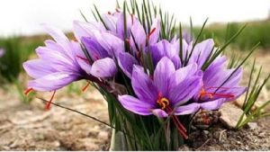 برای اولین بار عرضه زعفران در بورس کالا