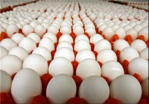 شائبه "مافیای تخم‌مرغ" و سکوت مسئولان!
