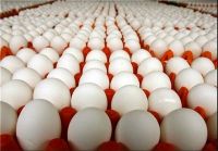 بازار شب عید تخم مرغ ، مرغ و گوشت قرمز متعادل است